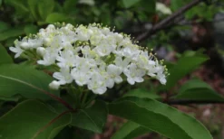 Blackhaw Viburnum - 2 Gallon Pot -Bloom Haven viburnum prunifolium black haw 9 1