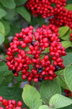 Alleghany Viburnum - 1 Gallon Pot -Bloom Haven viburnum rhytidophylloides alleghany 4