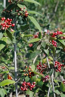 Willowwood Viburnum - 3 Gallon Pot -Bloom Haven viburnum rhytidophylloides willowwood 5