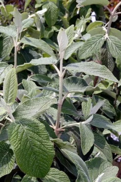 Willowwood Viburnum - 3 Gallon Pot -Bloom Haven viburnum rhytidophylloides willowwood 6