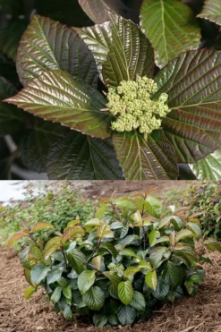 Shiny Dancer Viburnum - 2 Gallon Pot -Bloom Haven viburnum shiny dancer 27