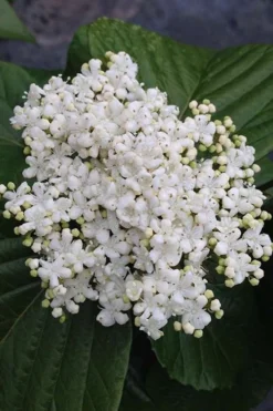Shiny Dancer Viburnum - 2 Gallon Pot -Bloom Haven viburnum shiny dancer 4 500x750 1