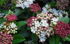 Spring Bouquet Viburnum - 3 Gallon Pot -Bloom Haven viburnum spring bouquet 800x500 3
