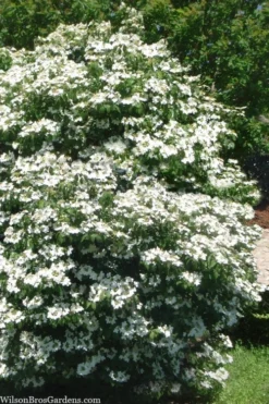 Summer Snowflake Viburnum - 1 Gallon Pot -Bloom Haven viburnum summer snowflake 102