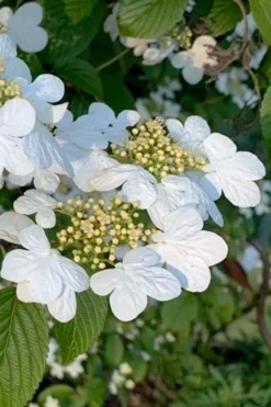 Summer Snowflake Viburnum - 1 Gallon Pot -Bloom Haven viburnum summer snowflake 103