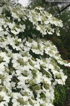 Summer Snowflake Viburnum - 1 Gallon Pot -Bloom Haven viburnum summer snowflake 105