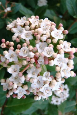 Spring Bouquet Viburnum - 3 Gallon Pot -Bloom Haven viburnum tinus spring bouquet 1 2