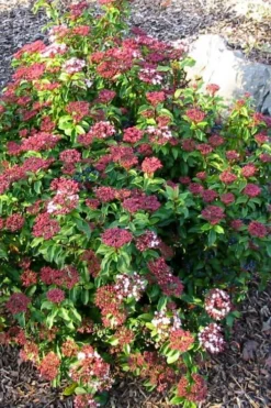 Spring Bouquet Viburnum - 3 Gallon Pot -Bloom Haven viburnum tinus spring bouquet 2 2
