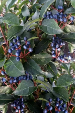 Spring Bouquet Viburnum - 3 Gallon Pot -Bloom Haven viburnum tinus spring bouquet 5 2